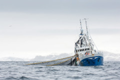 Sildefiske på Mørekysten ved Svinøy. Moderne ringnot båter med nota ute.
