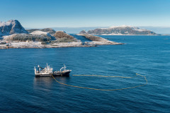 Sildefiske på Mørekysten fotografert fra småfly, sol og blå himmel. Ringnot båt med nota ute. Runde i Herøy i bakgrunnen.
